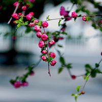 ��ԭ����