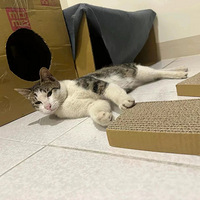 ����è��Ұ��׷�ϣ�ȴ���ⱻ���������ϣ�����ø�����������