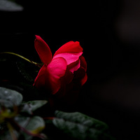 ���ԣ���ׯ���¼���