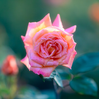 ���Ի�����