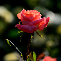 �����¼���