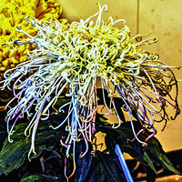 ���Ƿɲ������������� ��ԭ����һֻ̰���ĺ�����54��