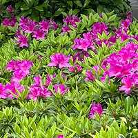 ������ٻ���