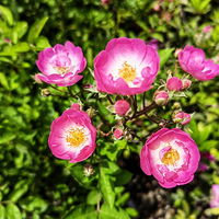 �洦�ɼ���