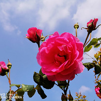 �¼�����