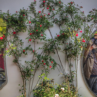 ��ׯ����