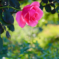 �¼�����Ѥ������