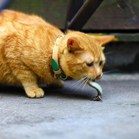 ��Ϫ���ϲ����С��è