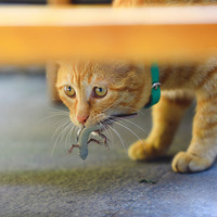 ��ʺ�ģ��Ҵ����������㡫