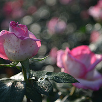 ���ݻ���