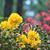 ��ƽ��԰�Ķž黨���£�