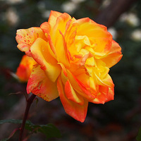 �����¼�չ