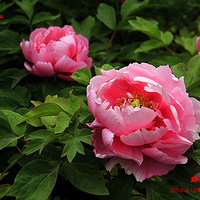 �ҵ���Ӱ���ʻ�