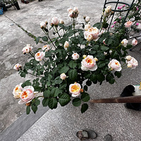 �����ֺÿ����¼����ʳ�¯��