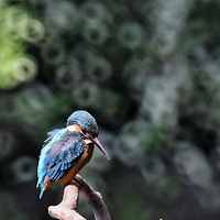 ����������ȦȦ��