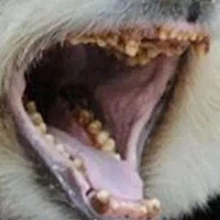 ��̩����è�������������ŭ���ɽߣ�ι��ҵ���񣬾��ǳ������Ű