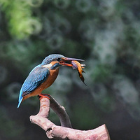 ����Ժ���