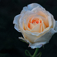 ���������ٻ���