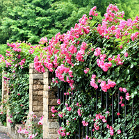 �¼�����Ժʢ��