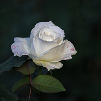 �¼�����