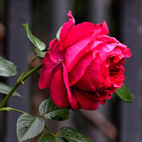 �¼�����