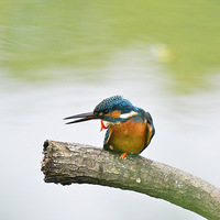 ��ױ����С����