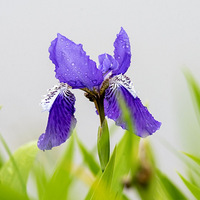 �β����Ҷ�����