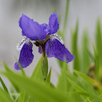 �β������