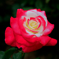 �����¼�