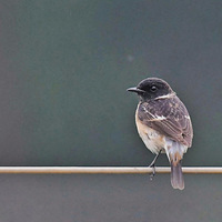 ��ɽ�ĺں�ʯѼ?