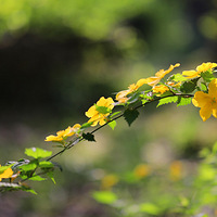 ����ȥ����