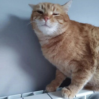 ����ֻ����Сèȴû�Ȼ���˽������ᣬ����������թʬ�ˣ���