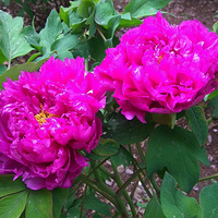 ��������ĵ����