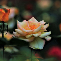 ���µ��ʻ��������Ͷ����¾�