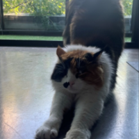 �»���޴�è�Ļ�ɴ�գ�����������š����أ���Ƭ��զ��ʣè�ˣ�