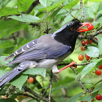 ������ȵ��ʳ��ӣ��ף�����һ�ڿ��֣�