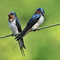 ���˫����