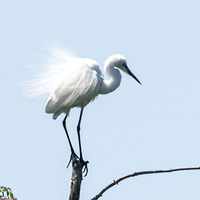 ���طɣ��������