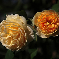 �����е��¼���