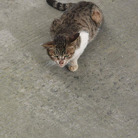 ����������è�ı����� ��ι��è����������С�� ?�������飬