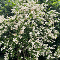 С�����·�