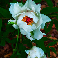 ��������ĵ����2