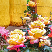 ��������ڿ��֣�