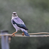 ��ɽ�ϵ�˿�����