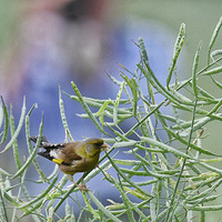 ���е�С��