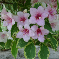 ����ӧ��һһ�����Ŵ�С��