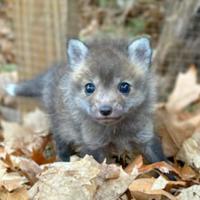 ��һ�Ժ��걦������Ϊ���ֵܣ��������ͬ���֣�����