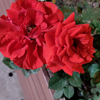 ����������һ��