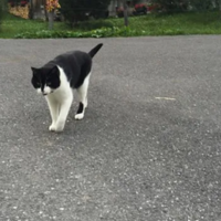 С���ھ����Ҳ��������������ӣ�ֱ��һֻСè������·��̩����