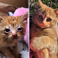 ���Сè����̫���ˡ������º󣬳ɹ�����ֵ��Ϯ��